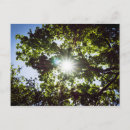 Suche nach licht postkarten Natur