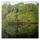 Suche nach regenwald fliesen Baum