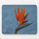 Suche nach paradiesvogel mousepads Pflanze