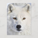 Suche nach wölfe im schnee postkarten Wolf