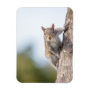 Suche nach squirrel magnete Tier