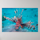 Suche nach rote fische poster Meer