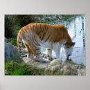 Suche nach indischer tiger poster Für alle