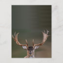 Suche nach hirsch postkarten Lustig