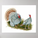 Suche nach truthähne poster Tier