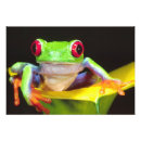 Suche nach nicaragua poster Laubfrosch
