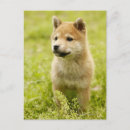 Suche nach shiba welpe postkarten Tier