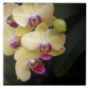 Suche nach gelbe orchideen fliesen Blume