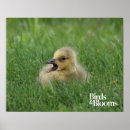 Suche nach kanadisch poster Gänse