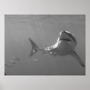 Suche nach hai poster Fotografie