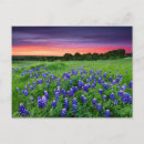 Suche nach texas bluebonnet postkarten Natur