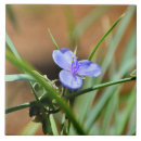 Suche nach makro fliesen Blau