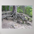 Suche nach wurzeln poster Fotografie