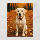 Suche nach goldener labrador postkarten Für alle