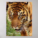 Suche nach fokus poster Tiger