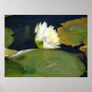 Suche nach lily pad poster Water