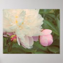 Suche nach knospen poster Blumenfotografie