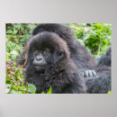 Suche nach baby gorilla poster Wildtiere