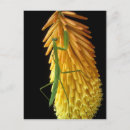 Suche nach gottesanbeterin postkarten Blüte
