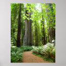 Suche nach riesiger baum poster Rotholz