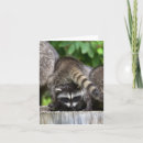 Suche nach raccoon karten Müllpanda