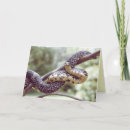 Suche nach kings karten Foto