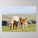 Suche nach shetland pony poster Küste