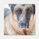 Suche nach naht magnete Hund