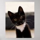 Suche nach tuxedo poster Haustiere