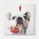Suche nach stierhund magnete Babytiere