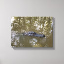 Suche nach sumpf leinwandbilder Alligator