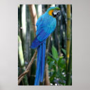 Suche nach blaue papageien poster Vögel