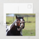 Suche nach paint horse postkarten Tier