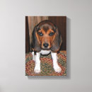 Suche nach beagles leinwandbilder Jede person