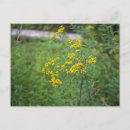 Suche nach gelbe wildblumen postkarten Für alle