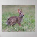 Suche nach wildes kaninchen poster Hasen