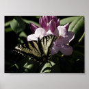 Suche nach rhododendron poster Blume