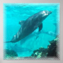 Suche nach underwater poster Dolphins