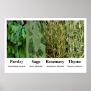 Suche nach rosmarin poster Salbei