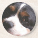 Suche nach cocker spaniel untersetzer Welpe