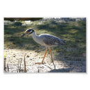 Suche nach nationaler vogel poster Florida