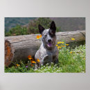 Suche nach wachsam poster Fell