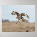 Suche nach hawk poster Raptor