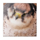 Suche nach falke fliesen Greifvögel