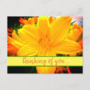 Suche nach tageslilien postkarten Orangefarbene blume