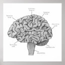 Suche nach gehirne poster Psychologie