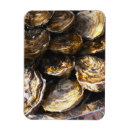 Suche nach austern magnete Muschel