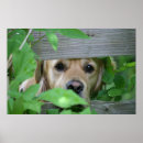 Suche nach goldener labrador poster Tiere