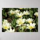 Suche nach weiße tulpen poster Natur