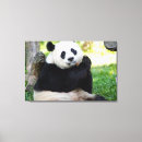 Suche nach pandas leinwandbilder Panda fotos